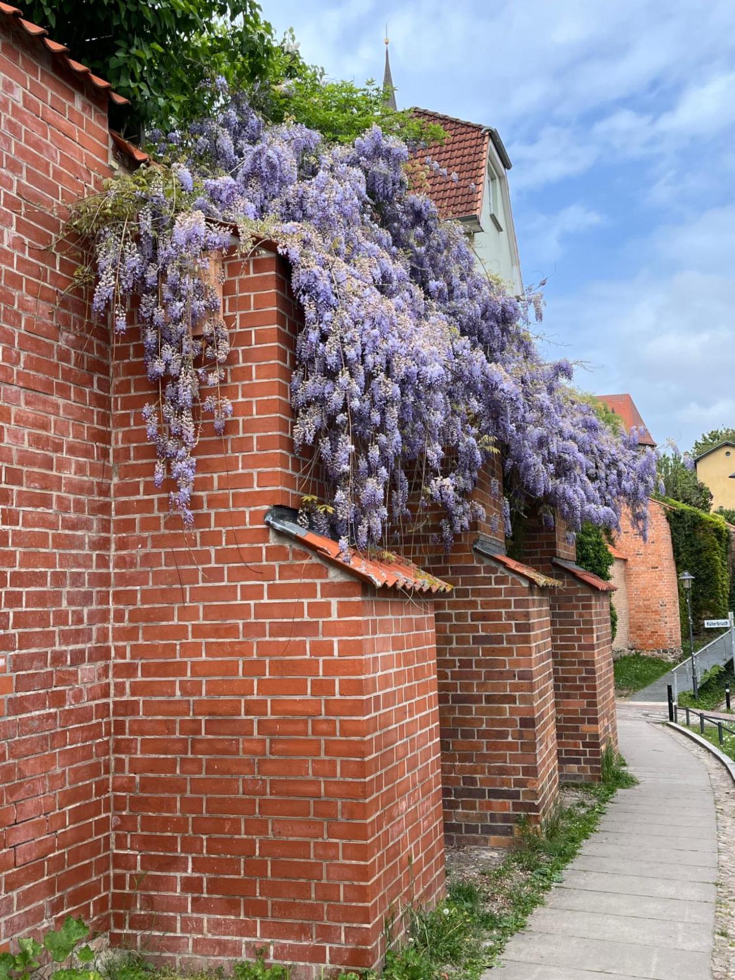 Ferienwohnung An Der Historischen Stadtmauer Росток Экстерьер фото